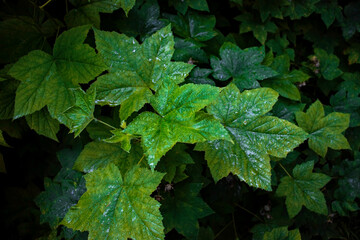 Fototapeta na wymiar Green leaves with freshly fallen rain