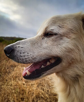 cheerful dog profile picture