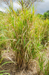 Cluster Of Guinea Grass In A Field