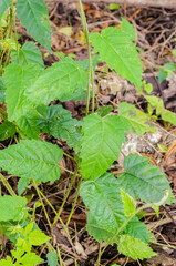 Close-up Of Nettle Plant