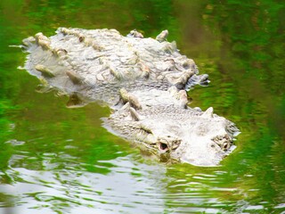 Naklejka premium Caiman