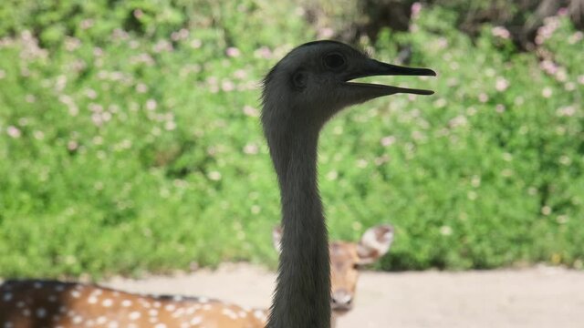 An ostrich bird looks warily around. shooting at the zoo. portrait of a big bird. UHD video 