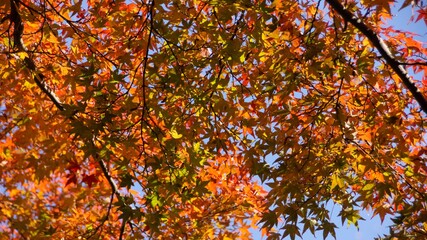 Autumn foliage in Kyoto, Japan