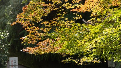 Autumn foliage in Kyoto, Japan