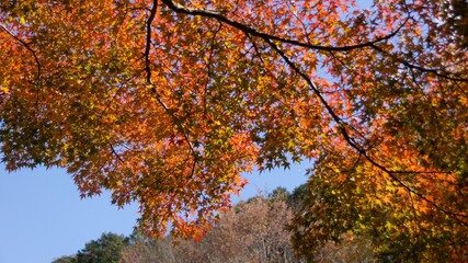 Autumn foliage in Kyoto, Japan