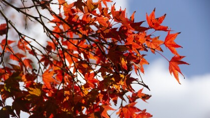 Autumn foliage in Kyoto, Japan