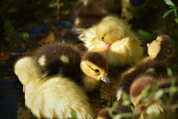baby duck and ducklings
