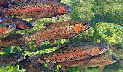 A clear view of several beautiful Rainbow Trout as they swim past several moss-covered rocks.