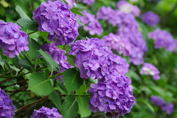 雨上がりのアジサイ
