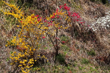 しだれ桃とレンギョウ