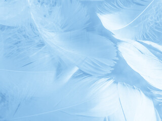 Obraz premium Beautiful abstract colorful blue feathers on white background and soft white feather texture on blue pattern and blue background, feather background, blue banners