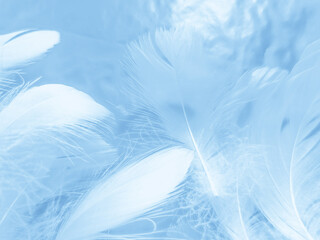 Fototapeta na wymiar Beautiful abstract colorful blue feathers on white background and soft white feather texture on blue pattern and blue background, feather background, blue banners