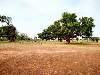 Fototapeta premium Big tree view in sunny summer season in countryside area
