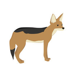 Fototapeta premium Jackal Illustration
