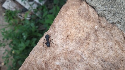Close up view of black insect in countryside area
