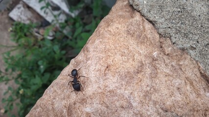 Indian black color small insect in monsoon season