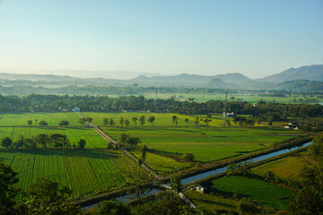 Landscape View of  beautiful rice field at the morning