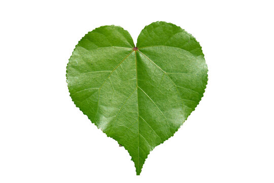 green heart leaf isolated on white background    