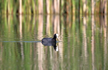 Common coot / Eurasian coot (Fulica atra in Latin language) in water close up