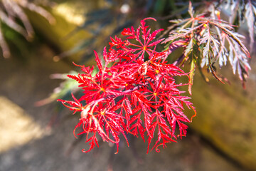 View of a red leaf plant