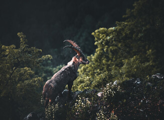 Fototapete bei efototapeten.de bestellen   