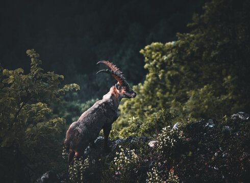 Alpine capricorn in the austrian alps in summer