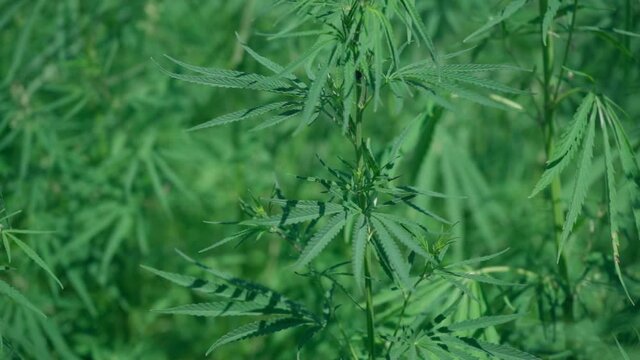 Large marijuana plantation, canabis bud