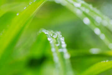 Dew drops