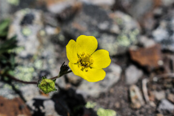 Potentilla gracilis