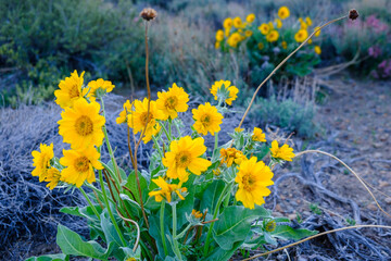 Yellow WIldflowers Close-up