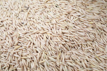 oats forage seeds, closeup of photo