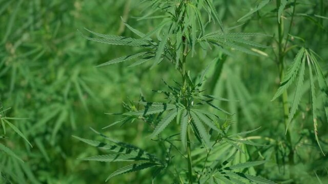 Large marijuana plantation, canabis bud