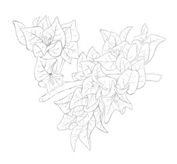 Silver outline image of flowers of bougainvillea.