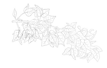 Silver outline image of flowers of bougainvillea.