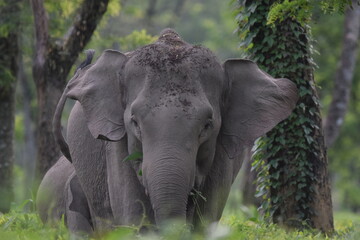 Fototapeta premium Wild Asian Elephant having homely time in Tea Garden in Assam