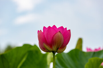 蓮の花　埼玉県行田市　日本