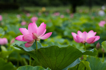 蓮の花　埼玉県行田市　日本