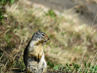 Mountain squirrel