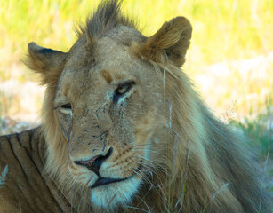 African young lion relax and lay down on the ground