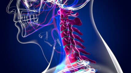Human Skeleton Vertebral Column Cervical Vertebrae Anatomy 3D Illustration © mybox