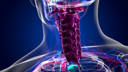 Human Skeleton Vertebral Column Cervical Vertebrae Anatomy 3D Illustration © mybox