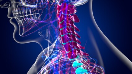 Human Skeleton Vertebral Column Cervical Vertebrae Anatomy 3D Illustration © mybox