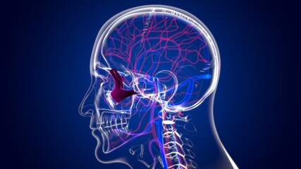 Human Skeleton Skull Zygomatic Bone Anatomy For Medical Concept © mybox
