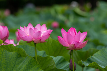 蓮の花　埼玉県行田市　日本