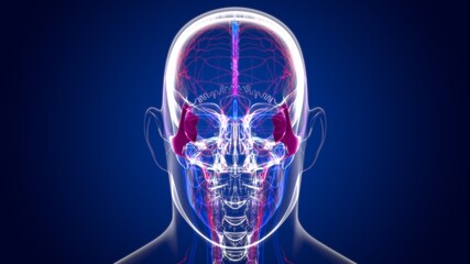 Human Skeleton Skull Zygomatic Bone Anatomy For Medical Concept © mybox