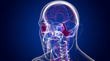 Human Skeleton Skull Zygomatic Bone Anatomy For Medical Concept © mybox