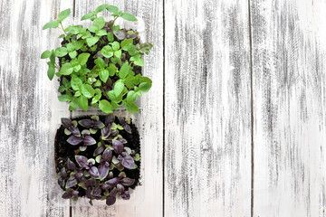 Spring green seedlings. Green useful Basil on the table