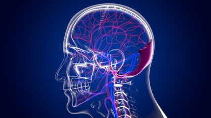 Human Skeleton Skull Occipital Bone Anatomy For Medical Concept © mybox