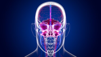 Human Skeleton Skull Occipital Bone Anatomy For Medical Concept © mybox