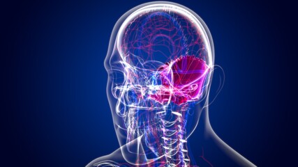 Human Skeleton Skull Occipital Bone Anatomy For Medical Concept © mybox